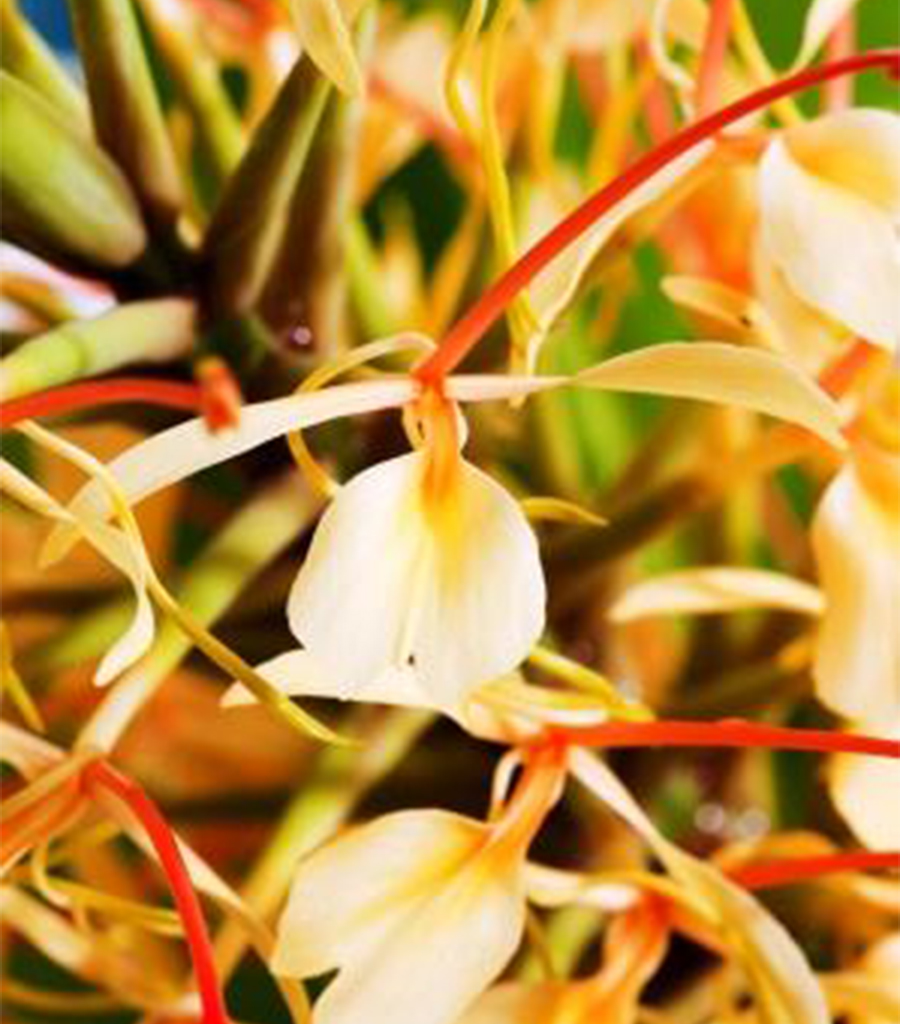 Gandhakachuralu Churna