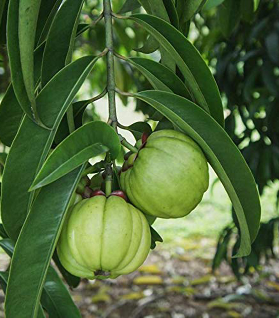 Garcinia Churna