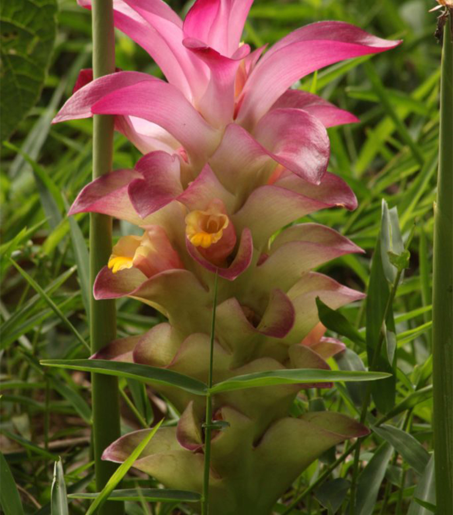 KasturiPasupu Churna