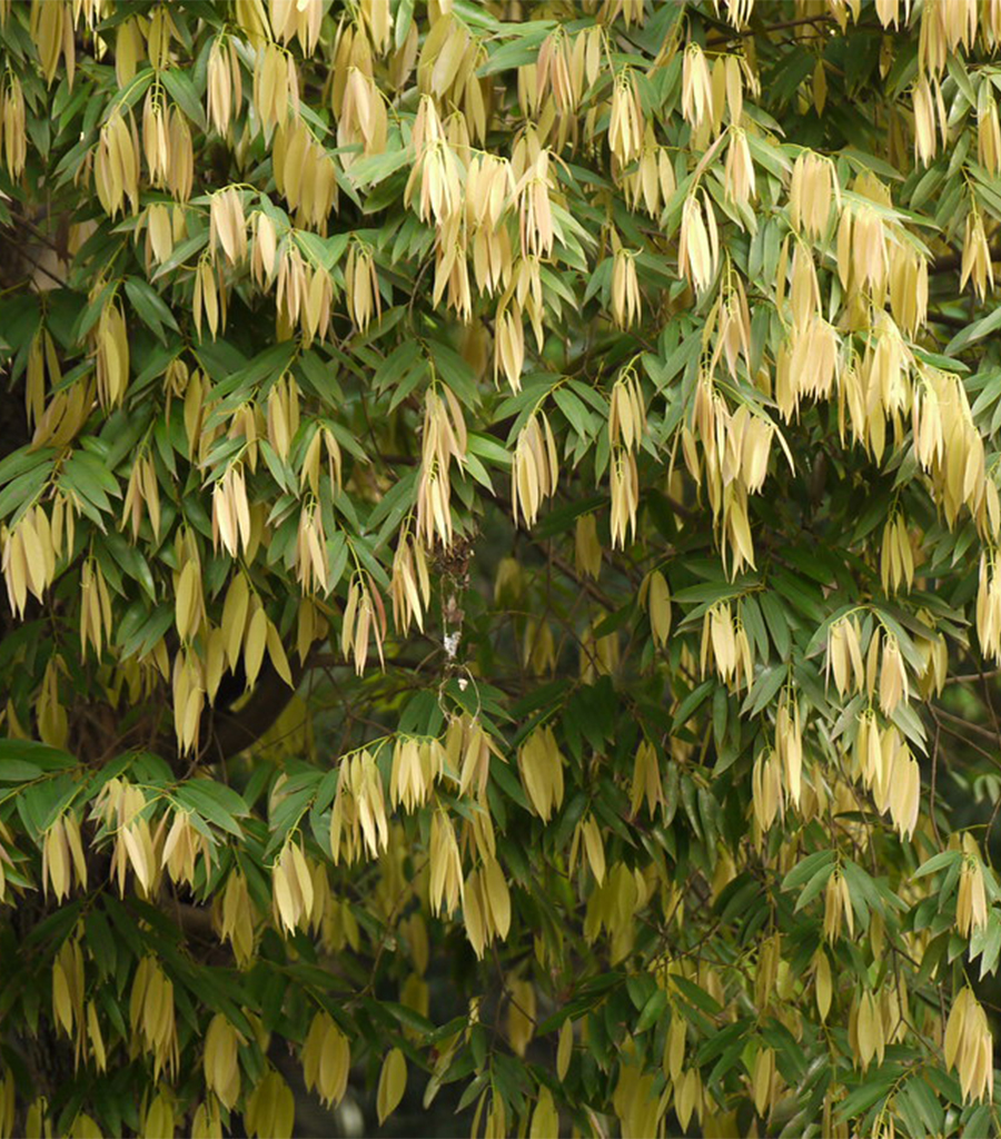 Nagakesaramulu Churna