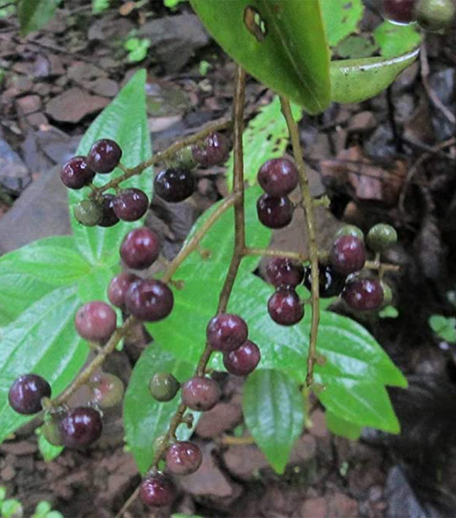 VayuVindangla Churna