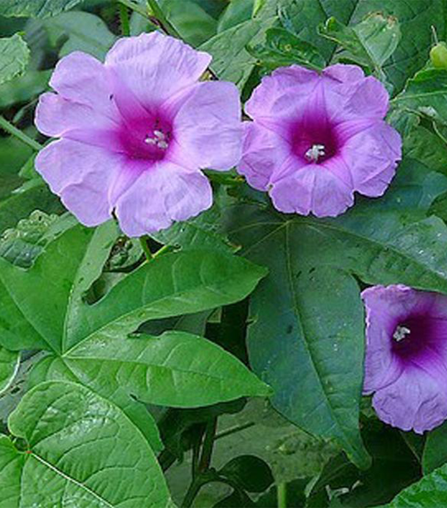 Vidharikandha Churna